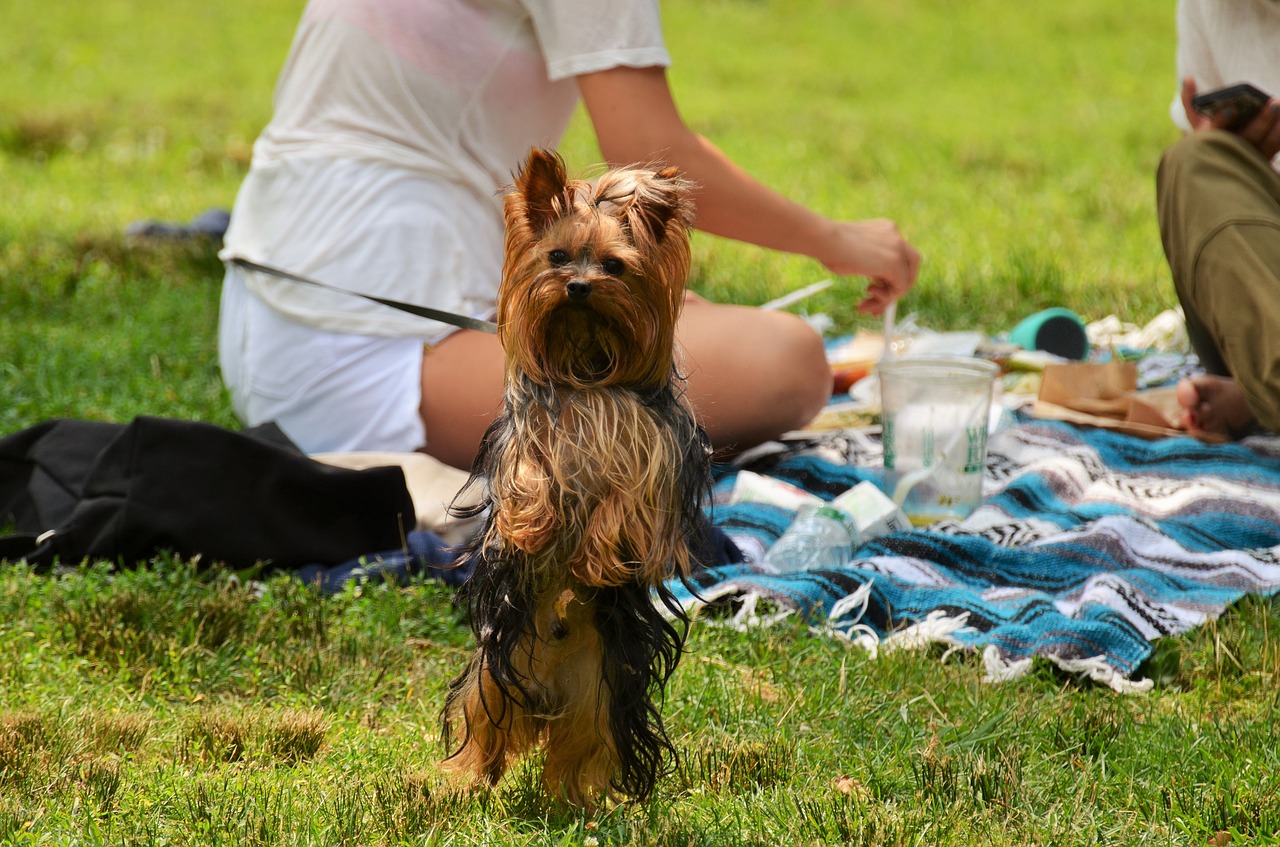 austin-off-leash-dog-park