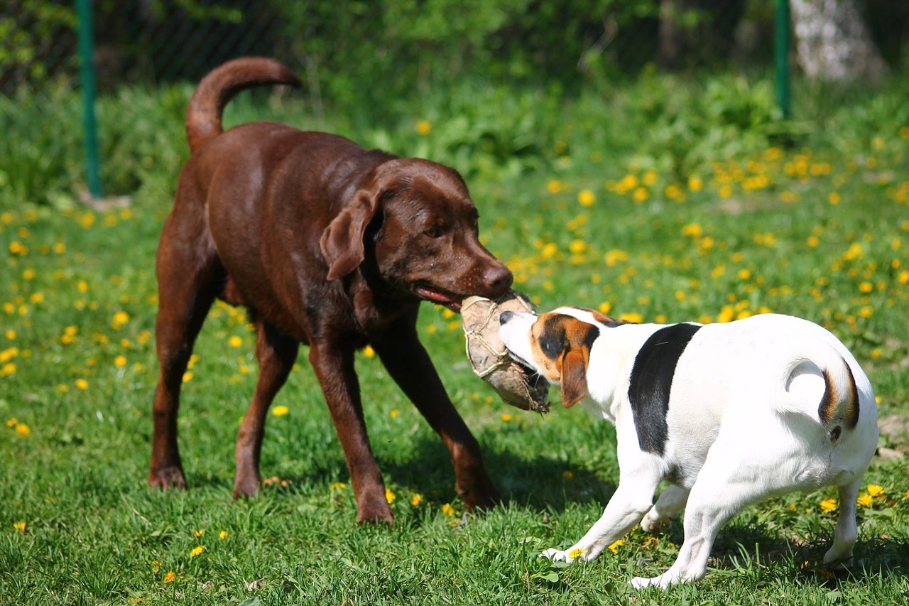 dogs-park