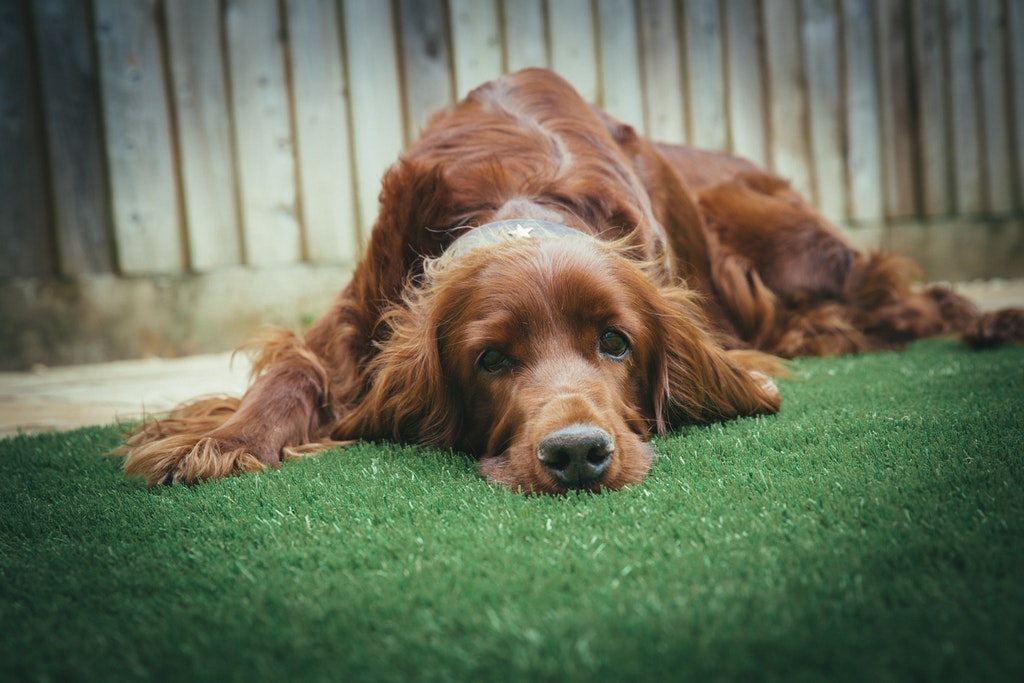 doggy-daycare